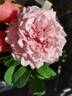 Annie Laurie McDowell rose photo