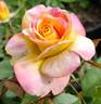 Flaming Star rose photo