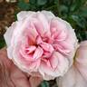 Dream Land rose photo
