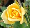 Apricot Twist ™ rose photo