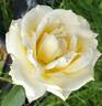 Whisper ™ rose photo