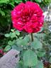 Berthe Morisot rose photo