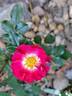 Charmant ™ rose photo