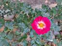 Charmant ™ rose photo