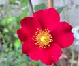 Alexander von Humboldt ® rose photo