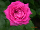 Caprice de Meilland ® rose photo