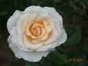 Commonwealth Glory rose photo