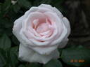 Royal Copenhagen rose photo