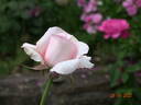 Royal Copenhagen rose photo