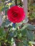 Cherry Girl rose photo