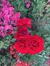 Lady In Red rose photo