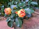Bee's Paradise rose photo