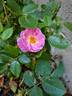 Utopia rose photo