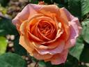 Ellen ® rose photo
