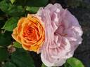 Ellen ® rose photo