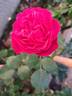 Rouge Truffaut rose photo