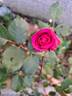 Rouge Truffaut rose photo