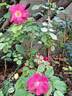 Emera rose photo