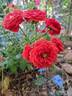 Baby Baccara ® rose photo