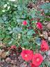 Baby Baccara ® rose photo