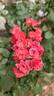 Éblouissant rose photo