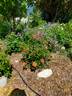 Coral Knock Out ® rose photo