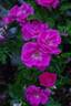 Morning Jewel rose photo