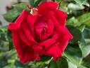 Grande Classe® rose photo