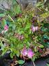 Frisson Frais rose photo