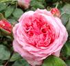 Marie Caroline ® rose photo