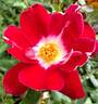 Old Master rose photo