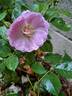 Utopia rose photo