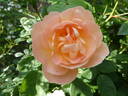 The Lark Ascending rose photo