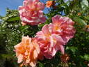 Barbara Ann rose photo