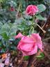 Long Island rose photo