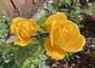 Radiant Perfume ™ rose photo