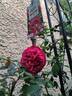 Rouge Truffaut rose photo