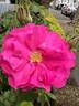 Wild Edric rose photo