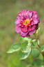 Blauwe Stad rose photo