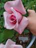 Mountain Music rose photo