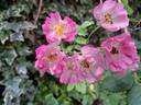 Blush Rambler rose photo