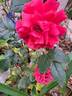 Cherry Girl rose photo