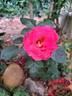 Cherry Bonica rose photo