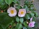 Utopia rose photo