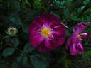 International Herald Tribune rose photo