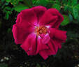 Gloire des Rosomanes rose photo