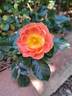 Bee's Paradise rose photo