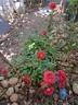 Baby Baccara ® rose photo