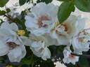 Open Your Eyes rose photo