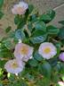 Utopia rose photo